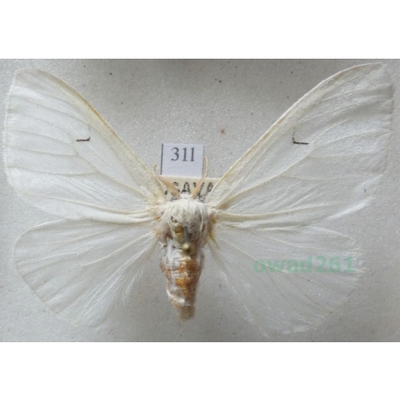 Arctornis l-nigrum (Müller, 1764) male Brudnica czarnelka Czech31l